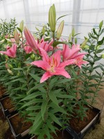 [5366 Aktiva VZ No02.JPG]